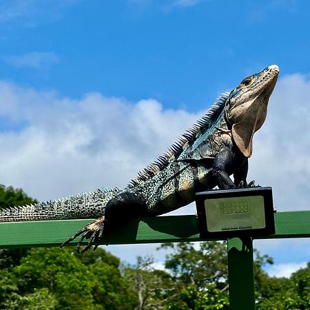 An Abundance Of Wildlife At Jungle Glory Home Abajo Manuel Antonio Exteriér fotografie