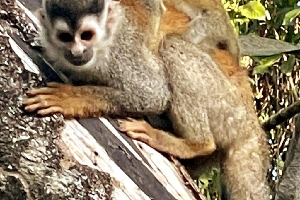 An Abundance Of Wildlife At Jungle Glory Home Abajo Manuel Antonio Exteriér fotografie