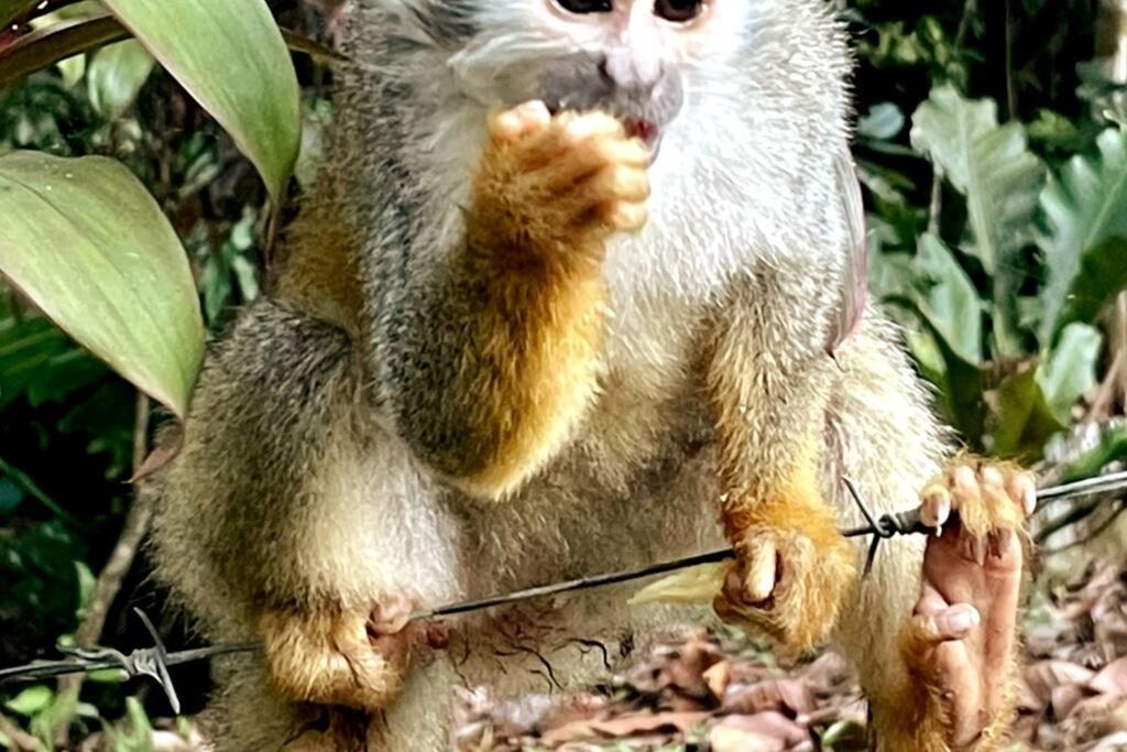 An Abundance Of Wildlife At Jungle Glory Home Abajo Manuel Antonio Exteriér fotografie