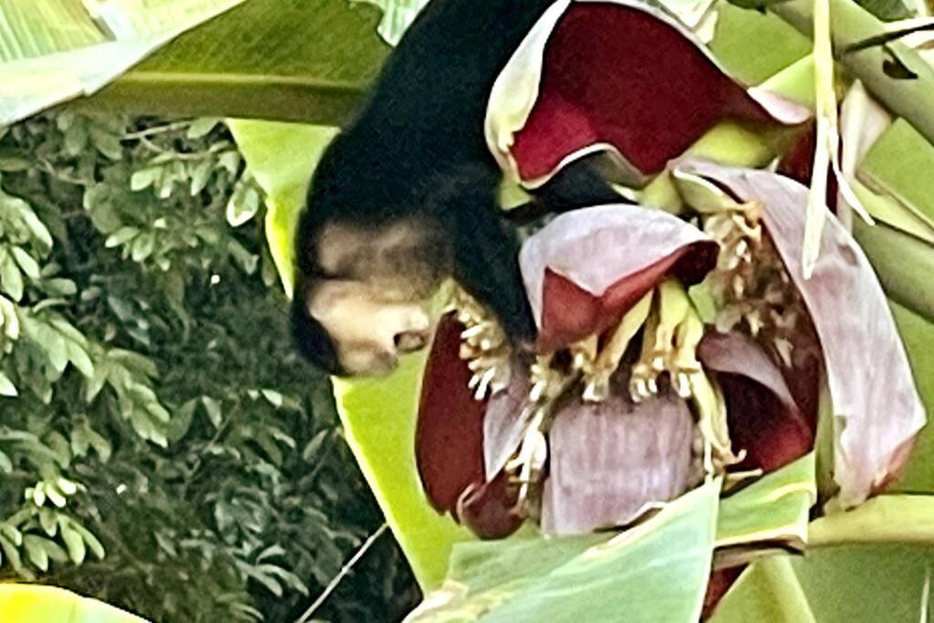 An Abundance Of Wildlife At Jungle Glory Home Abajo Manuel Antonio Exteriér fotografie