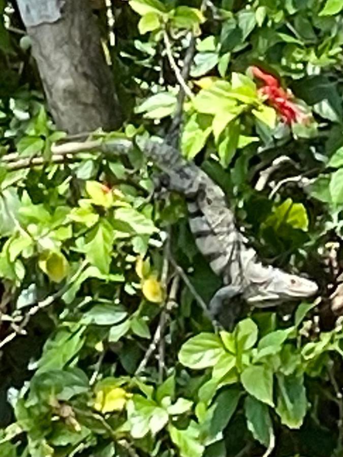 An Abundance Of Wildlife At Jungle Glory Home Abajo Manuel Antonio Exteriér fotografie