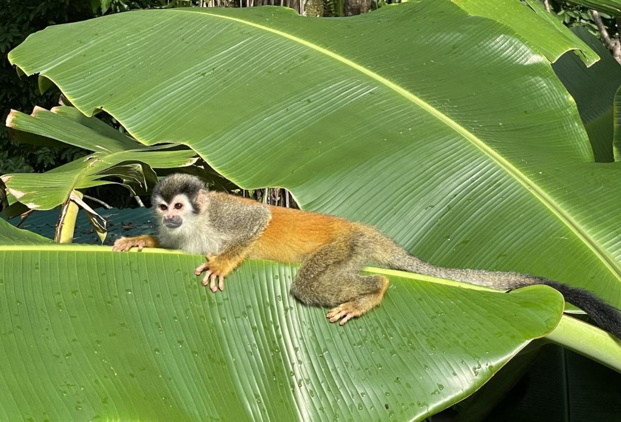 An Abundance Of Wildlife At Jungle Glory Home Abajo Manuel Antonio Exteriér fotografie