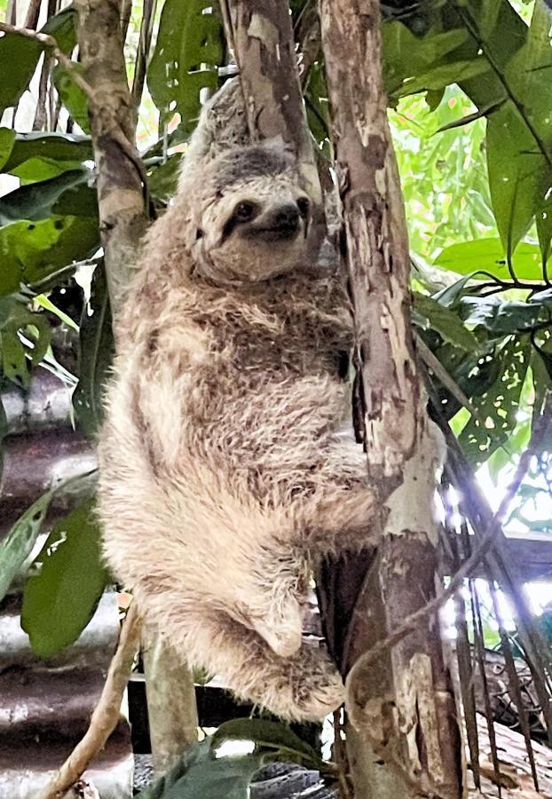 An Abundance Of Wildlife At Jungle Glory Home Abajo Manuel Antonio Exteriér fotografie