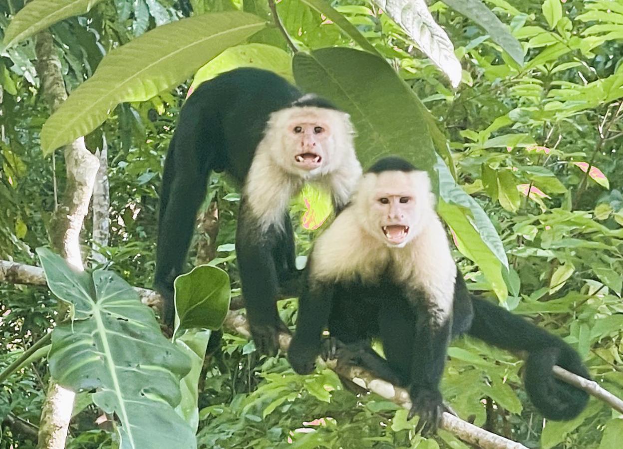 An Abundance Of Wildlife At Jungle Glory Home Abajo Manuel Antonio Exteriér fotografie