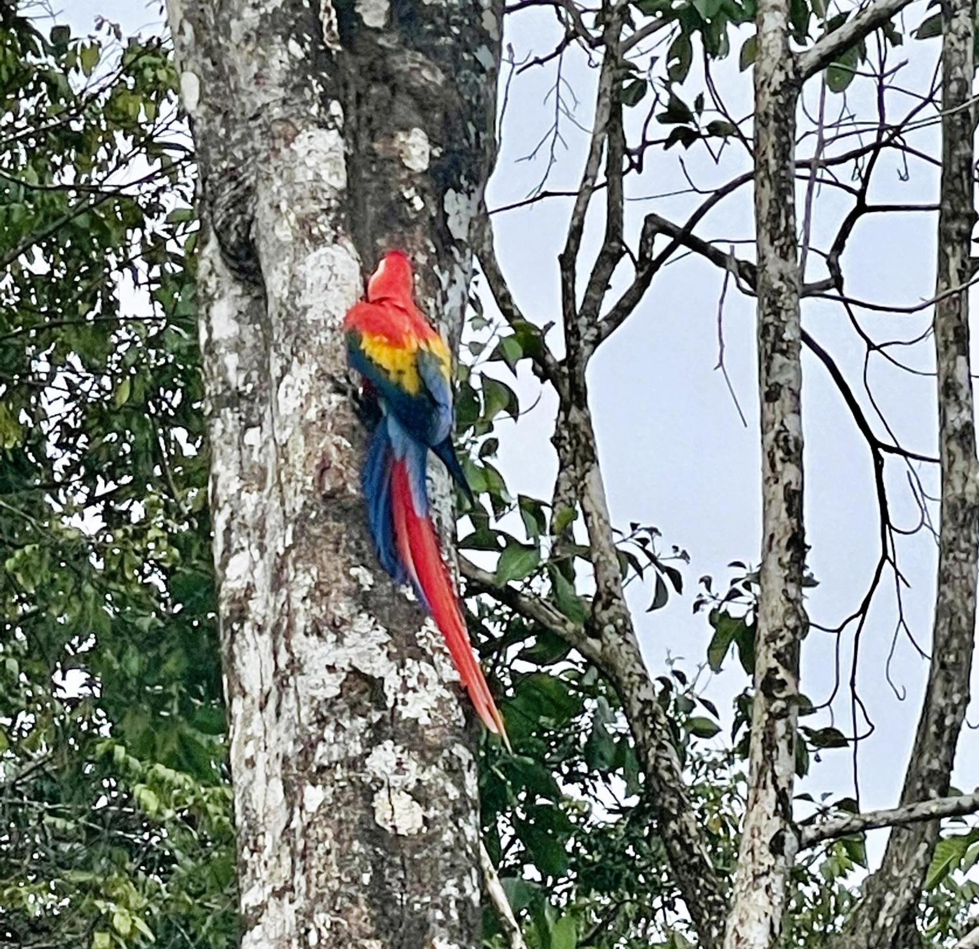 An Abundance Of Wildlife At Jungle Glory Home Abajo Manuel Antonio Exteriér fotografie