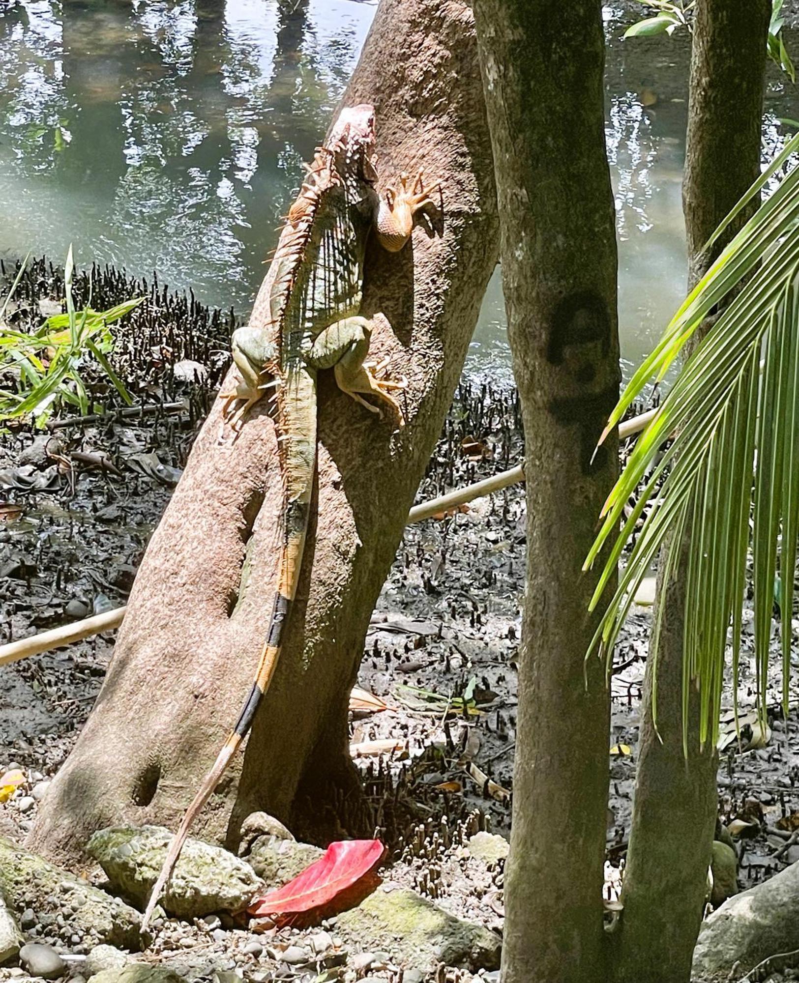 An Abundance Of Wildlife At Jungle Glory Home Abajo Manuel Antonio Exteriér fotografie