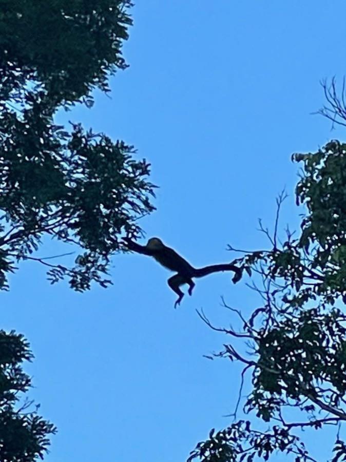 An Abundance Of Wildlife At Jungle Glory Home Abajo Manuel Antonio Exteriér fotografie