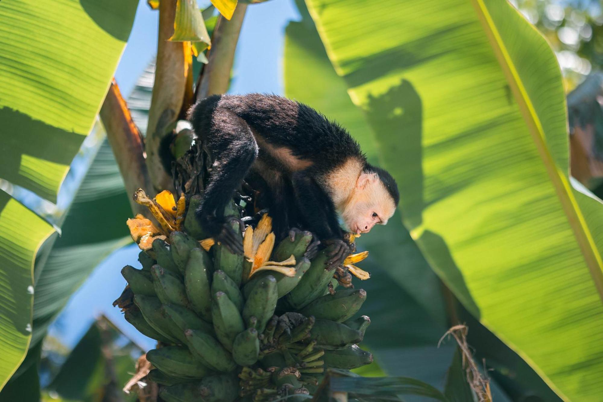 An Abundance Of Wildlife At Jungle Glory Home Abajo Manuel Antonio Exteriér fotografie