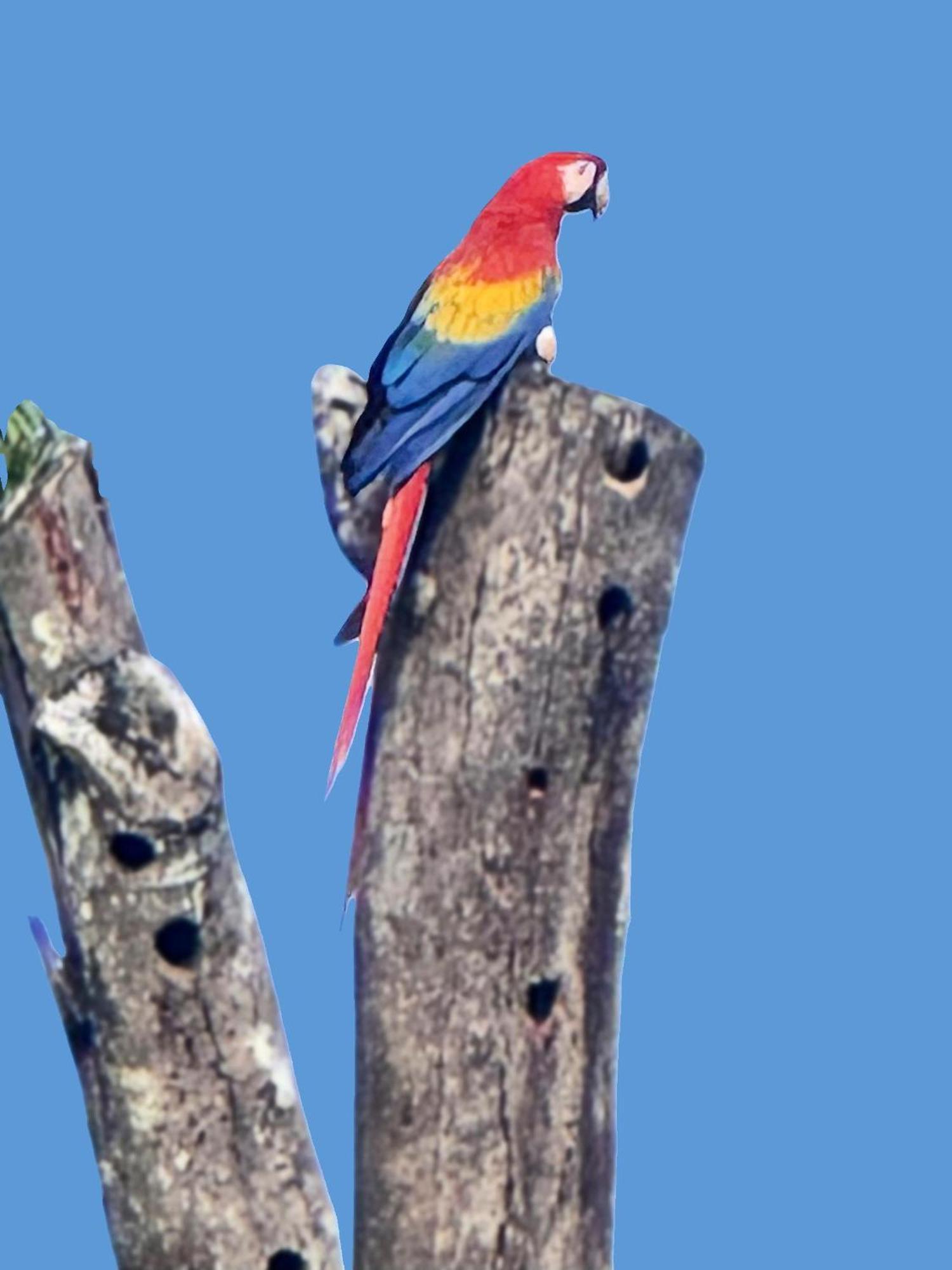 An Abundance Of Wildlife At Jungle Glory Home Abajo Manuel Antonio Exteriér fotografie