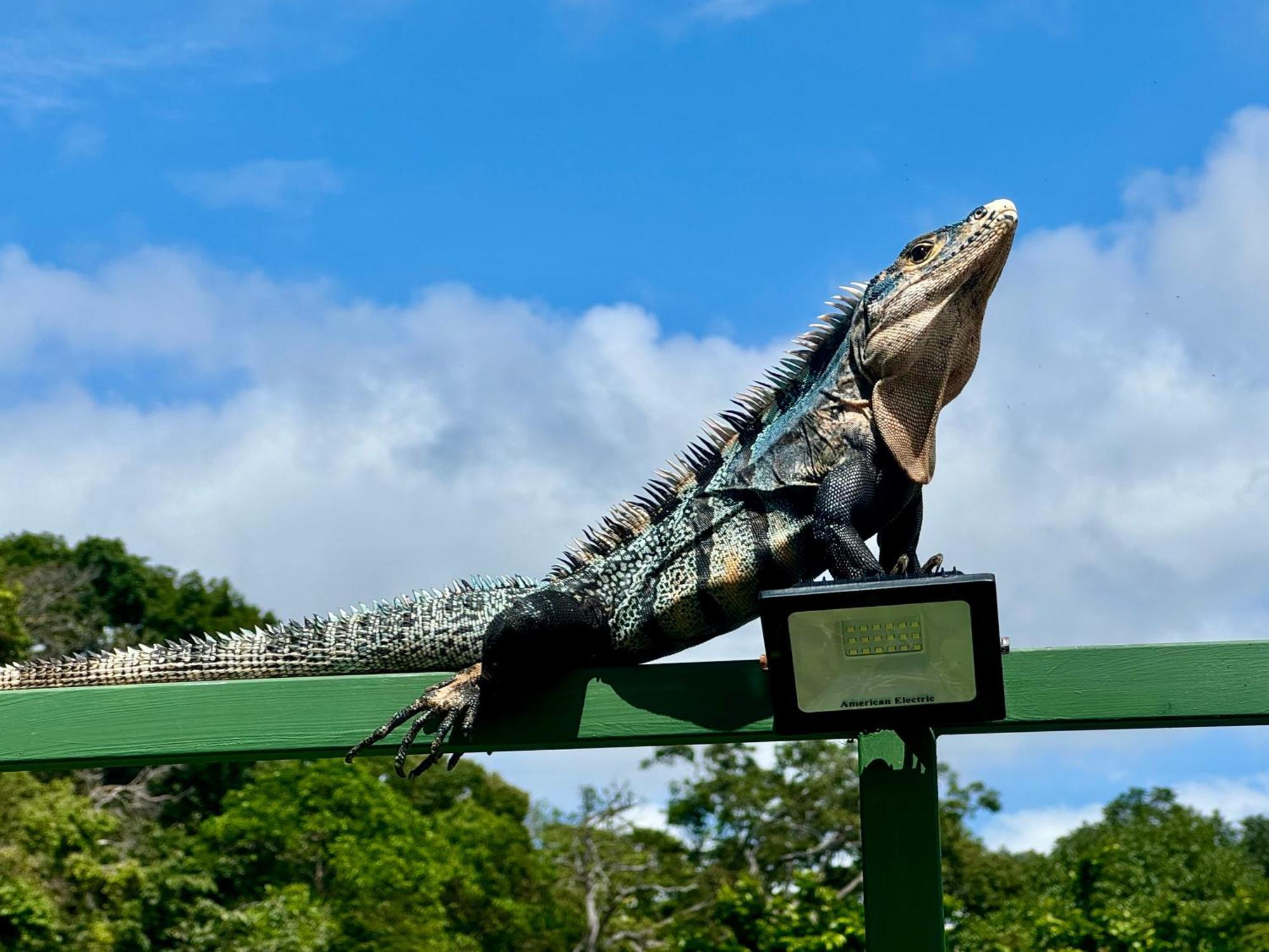 An Abundance Of Wildlife At Jungle Glory Home Abajo Manuel Antonio Exteriér fotografie